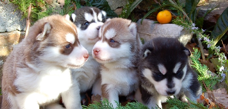 Wolf Island - Siberian Husky - Portée née le 12/11/2016