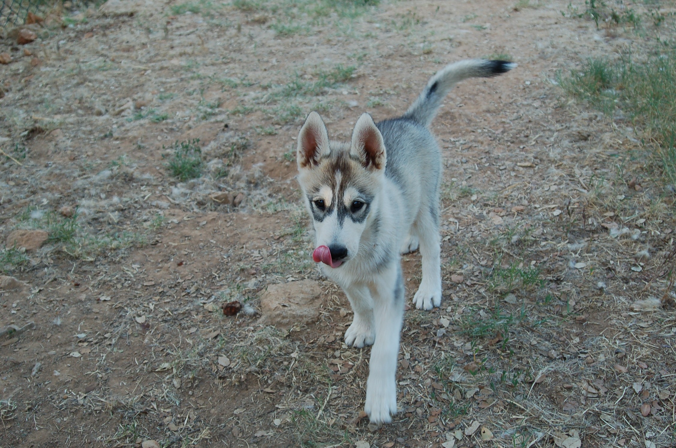 Wolf Island Nesta