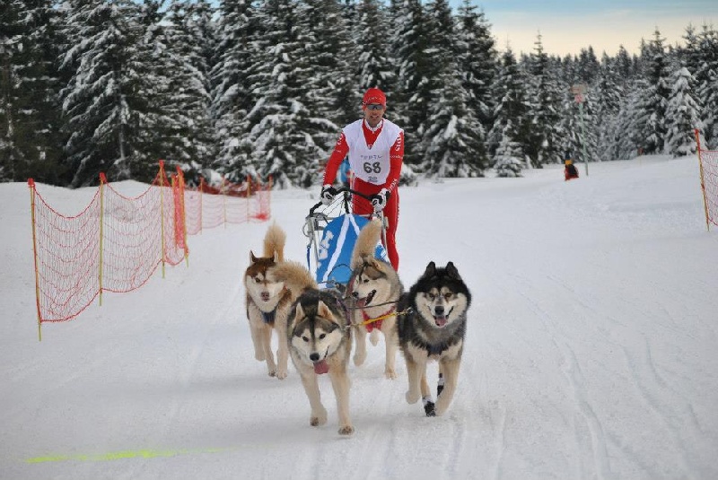mushing