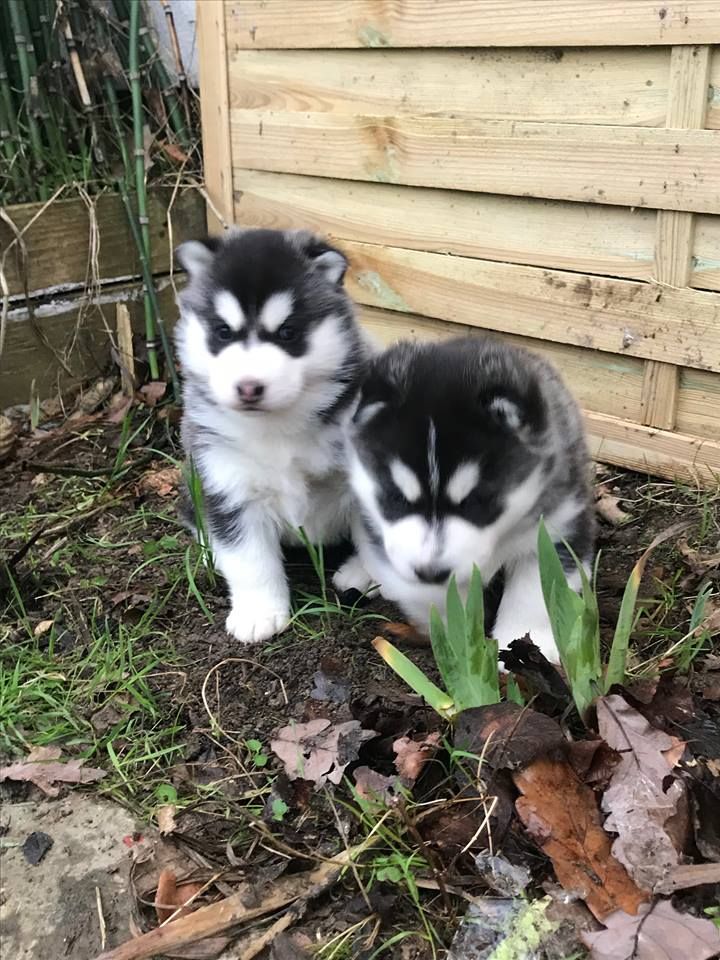 Wolf Island - Siberian Husky - Portée née le 28/11/2018